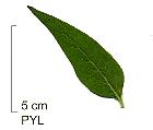 Glossy abelia, leaf