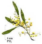 Mimosa quatre saisons, fleur