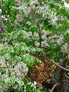 Acacie d'égypte, Lilas des Indes, Margousier, photos