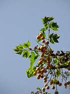 Acacie d gypte, Lilas des Indes, Margousier, photos