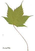Acer acuminatum, leaf