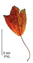 Érable à écorce de dragon, feuilles d'automne