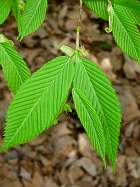 Hornbeam Maple, leaf