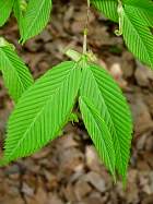 Érable à feuilles de charme, photos