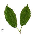 Érable à feuilles de charme, feuille