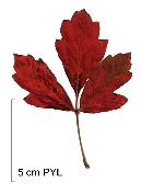 Paperbark Maple, leaf