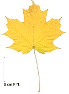 Sugar Maple, leaf