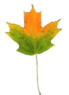 Sugar Maple, leaf