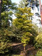 Acer shirasawanum aureum, silhouette