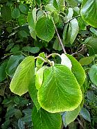 Kiwi Tree, leaf