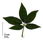 California buckeye, leaf