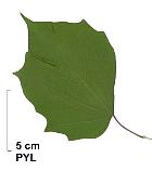 Alangium, leaf