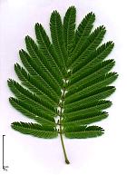 Albizia, Acacia rose de Constantinople, photos