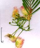 Silk Tree, flower