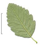 Alisier blanc, feuille