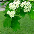 Wild Service tree, flower