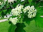 Wild Service tree, flower