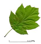 Wild Service tree, leaf
