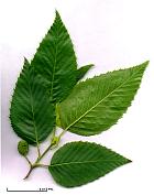 Alder Siebold, leaf