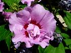 Rose of Sharon, Shrub Althea, flower