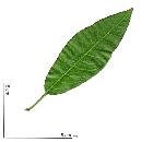 Almond, leaf