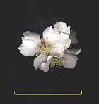 Almond, flower