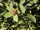 Allegheny Serviceberry, pictures