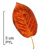 Snowy Mespilus, leaf