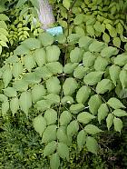 Aralia du Japon, photos