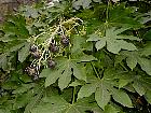 Aralia japonaise, fleur