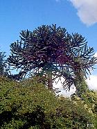 Araucaria du Chili, Désespoir des singes, silhouette