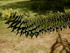 Monkey-Puzzle Tree, pictures