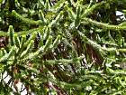 Monkey-Puzzle Tree, pictures