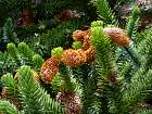 Monkey-Puzzle Tree, pictures