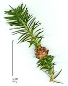 Cook Pine, needles