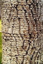 Monkey-Puzzle Tree, bark