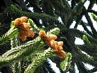 Monkey-Puzzle Tree, pictures