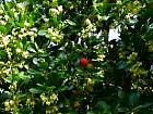 Strawberry Tree, flower