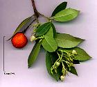 Strawberry Tree, pictures