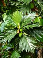 Arbre à pain, photos