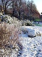Arbuste, paysage sous la neige