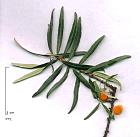 Sea Buckthorn, pictures