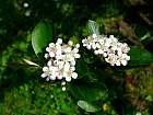 Black chokeberry, flower