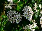 Black chokeberry, flower