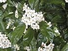 Cockspur Hawthorn, flower