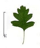 Hawthorn, leaf