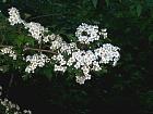 English Hawthorn, flower