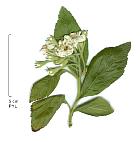 Aub�pine X grignonensis, fleur