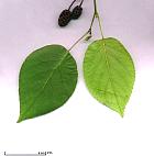 Italian Alder, leaf