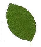 Gray Alder, leaf